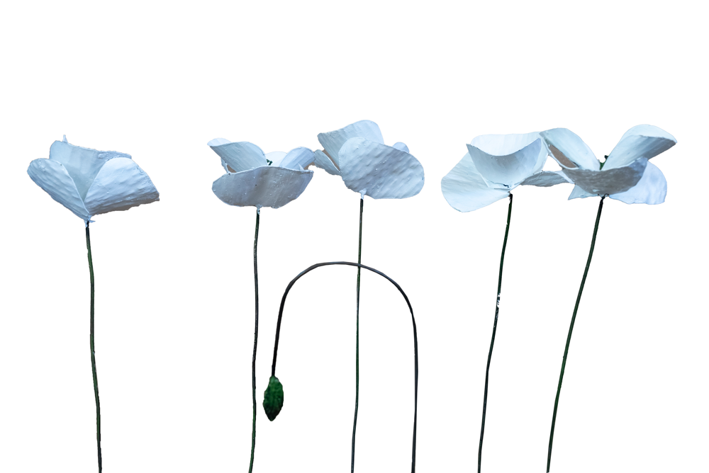 Pavots Blancs - Bouquet de 5+ 1 bouton