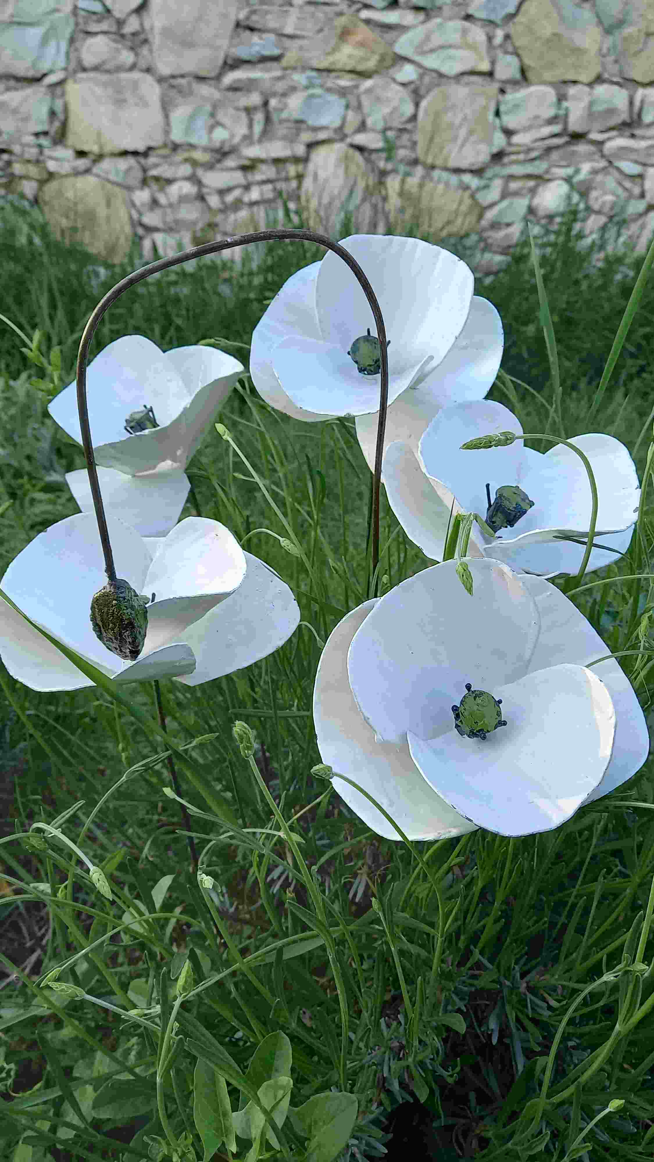 Pavots Blancs - Bouquet de 5+ 1 bouton