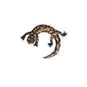 Salamandre tachetée ronde