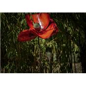 Coquelicot Rouge & bouton taille XL