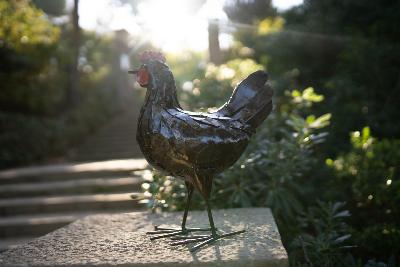 Poule Rouille