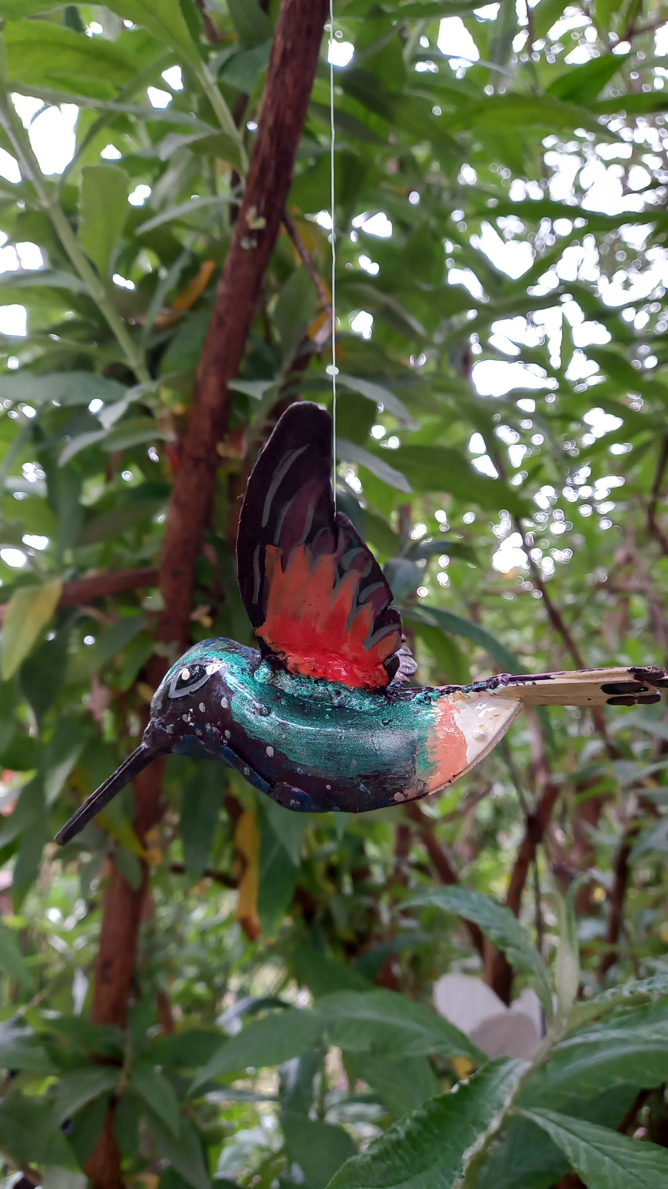 Colibri d'Équateur