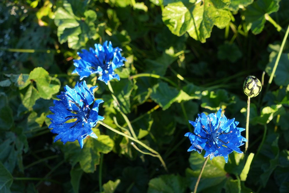 Bleuets - Bouquet de 5 + 1 bouton