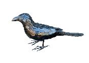 Corbeau
