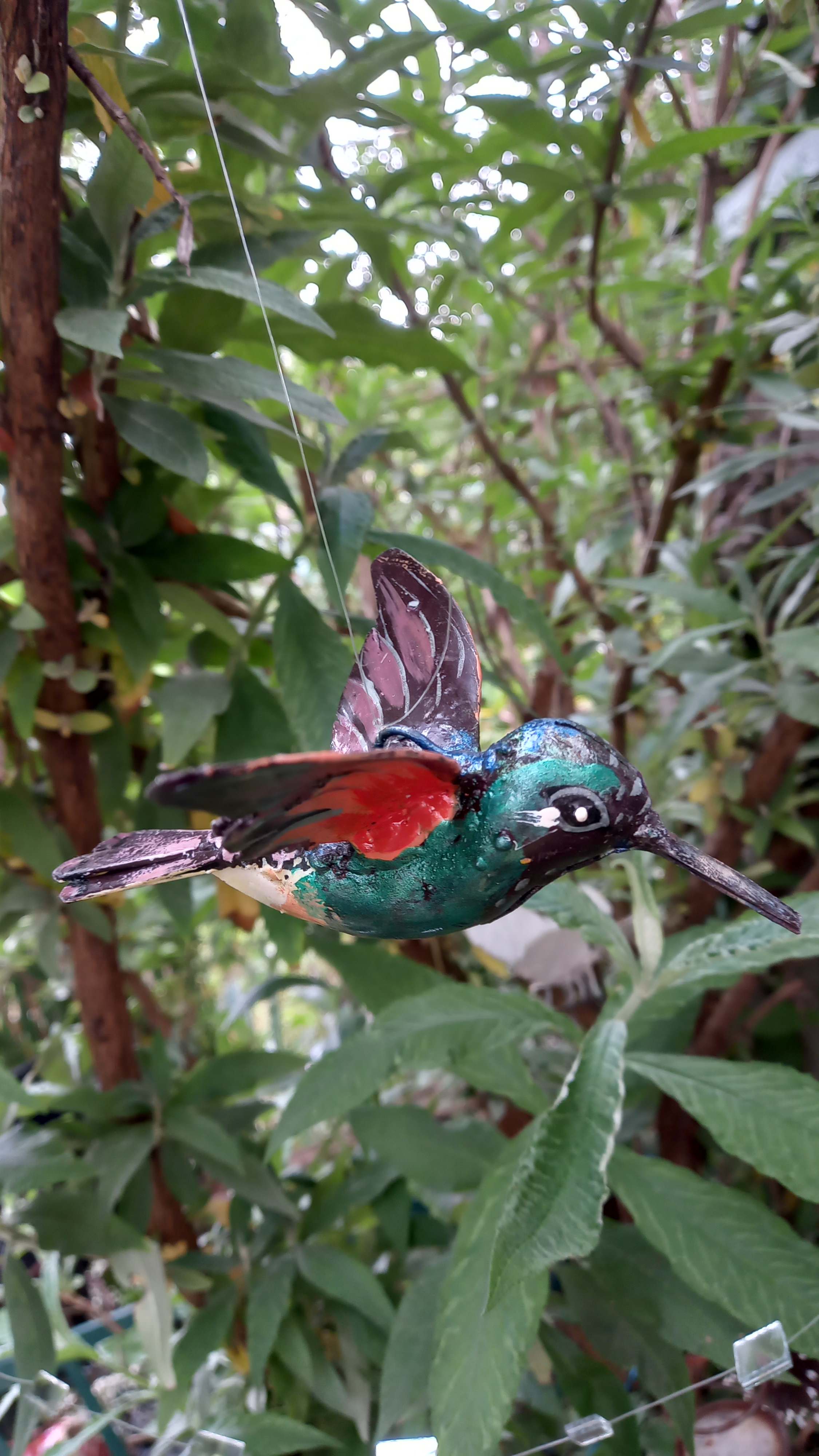 Colibri d'Équateur